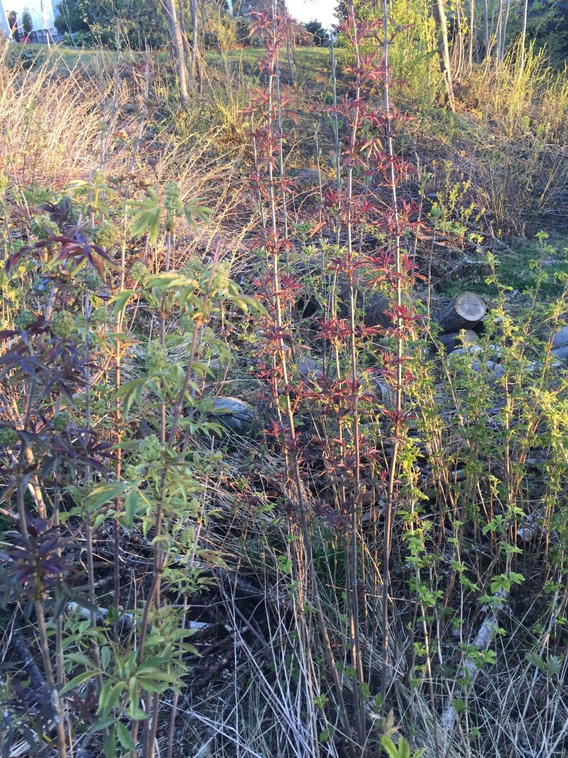 Rødhyll