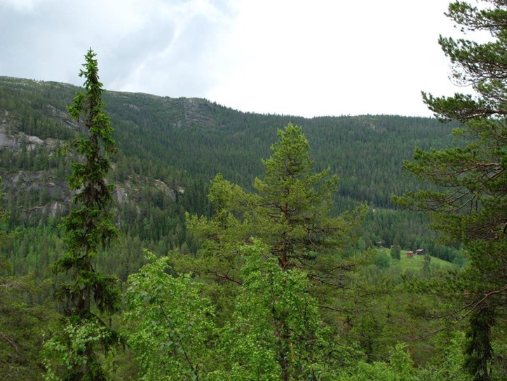 Skog