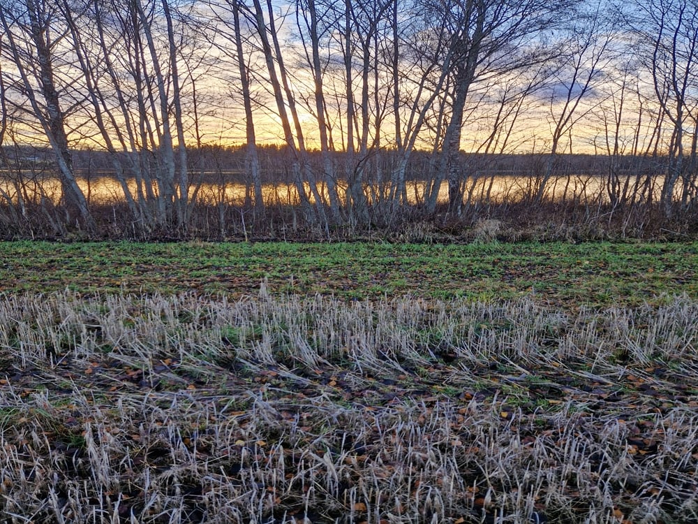 Åker i stubb med kantsone som er grasdekt. Glissen skog og vann bak.