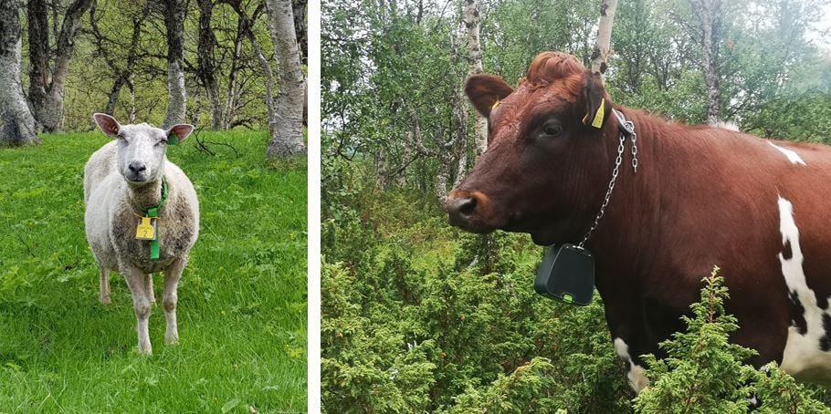 To bilder av henholdsvis sau og ku ute på beite
