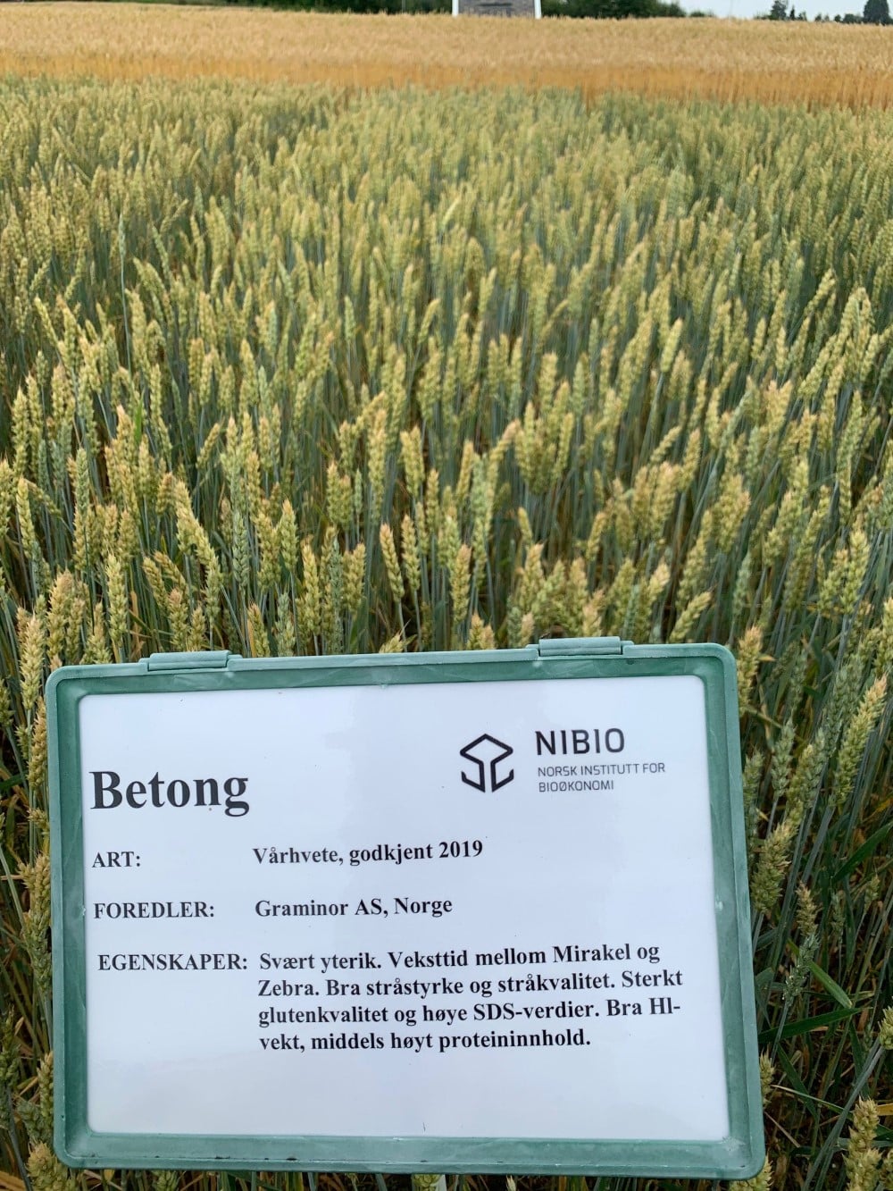 Betong er sp&aring;dd &aring; bli en solid v&aring;rhvetesort.