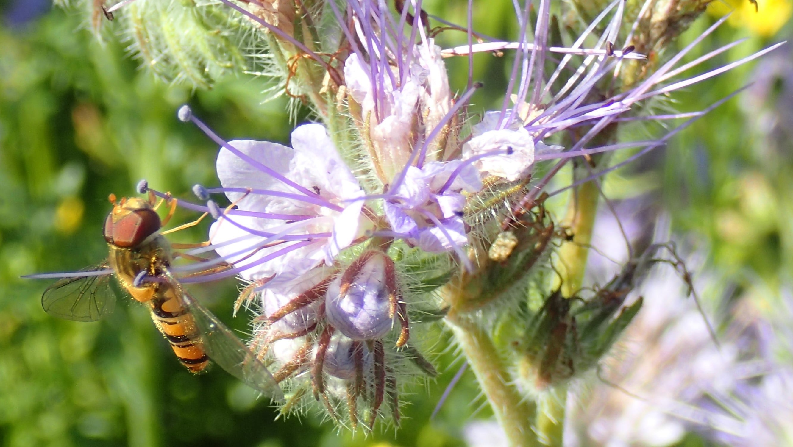 Blomsterflue sittende på blomstrende honningurt