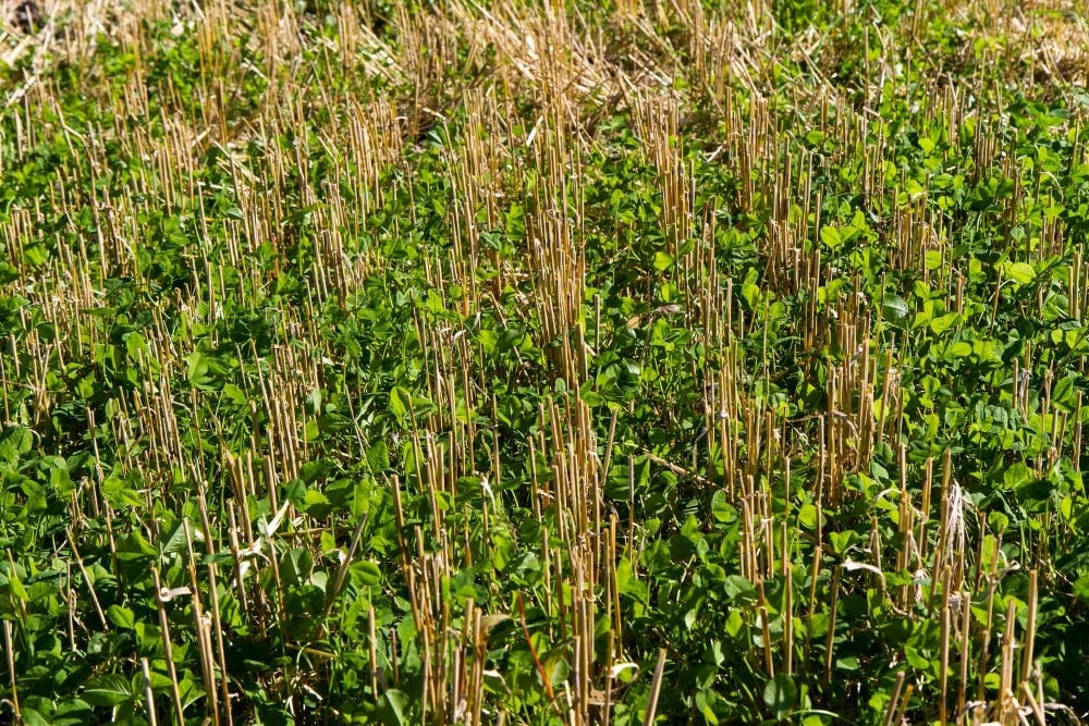 Nærbilde av stubbåker med godt etablert fangvekst