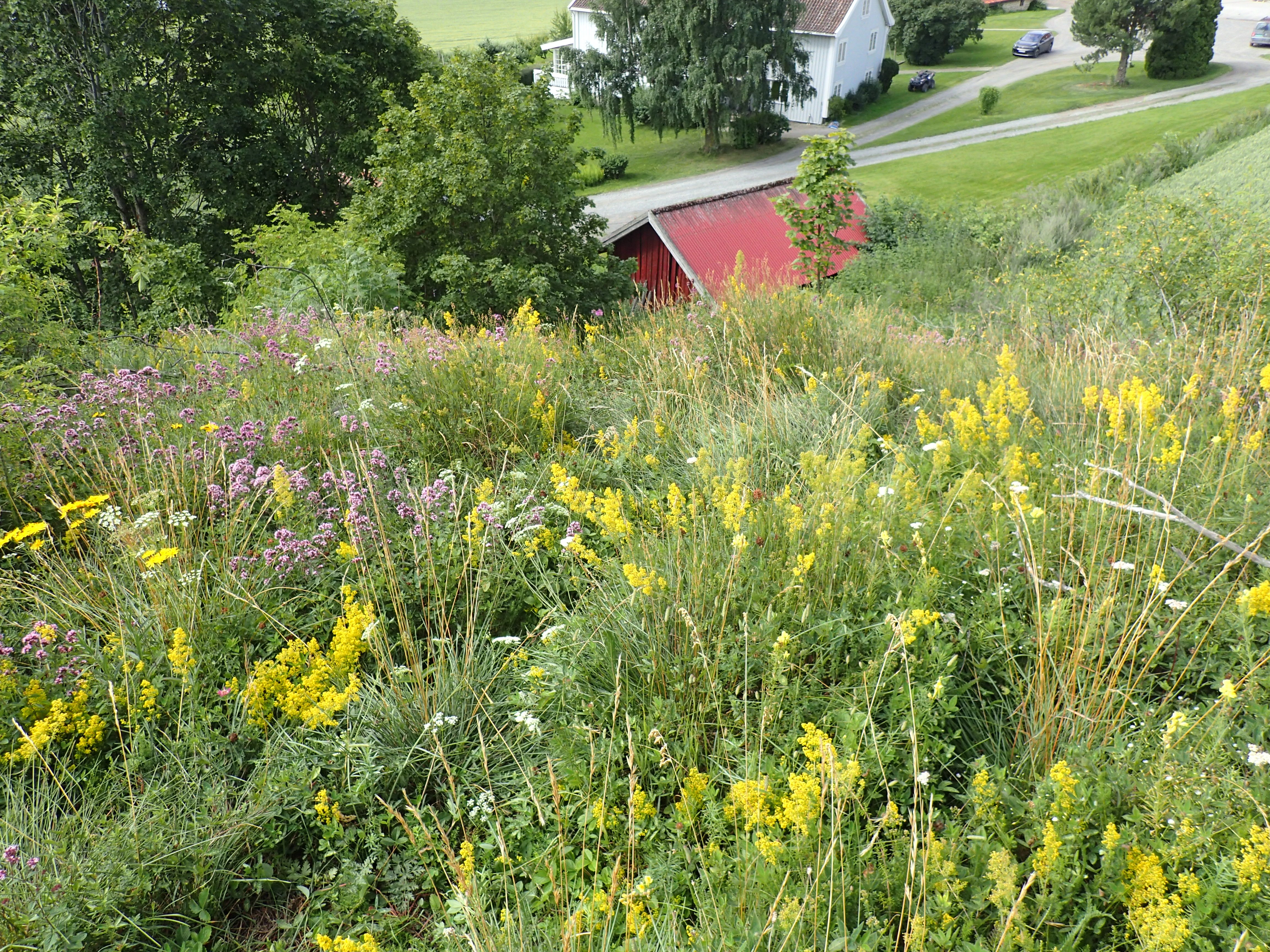 Blomstereng i forgrunnen med trær og litt av et gardstun i bakgrunnen