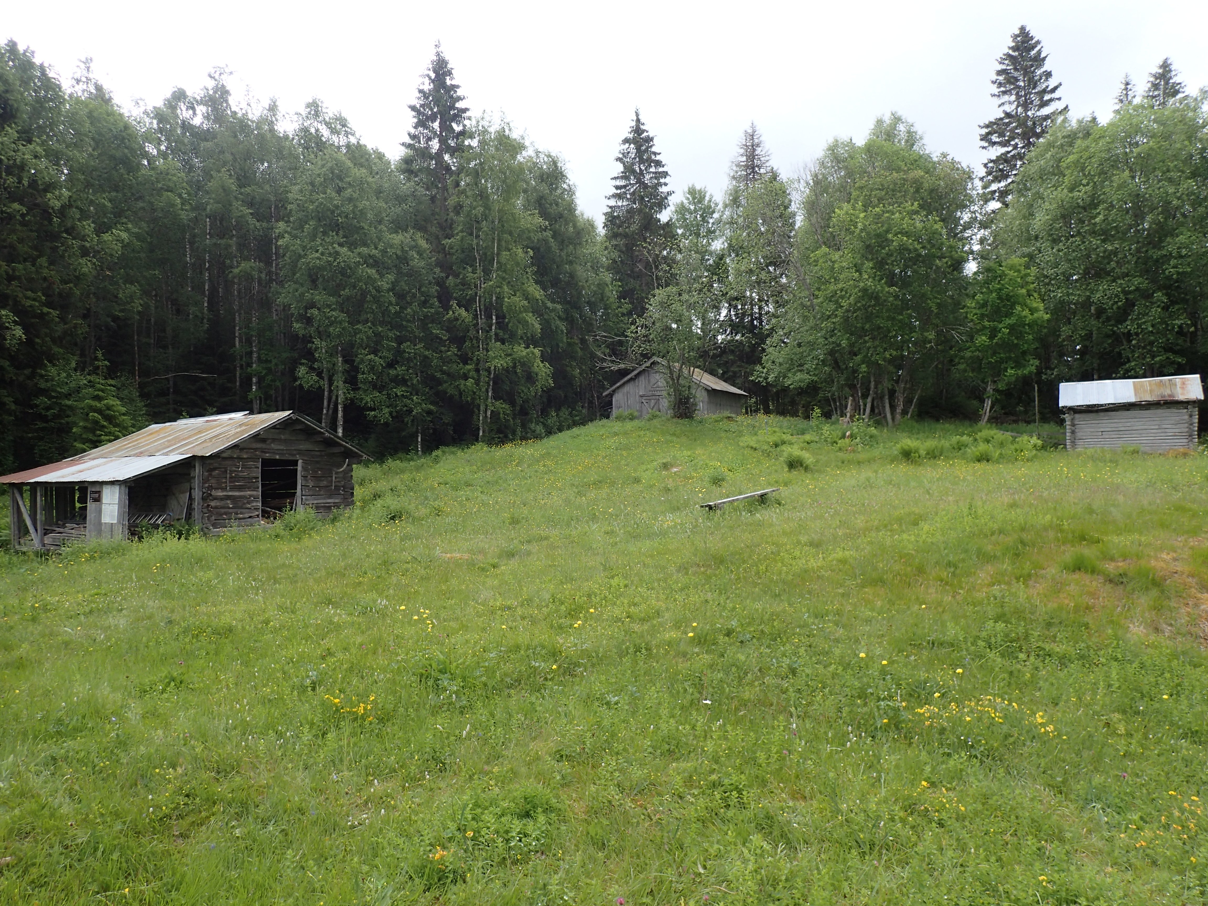 Gamle, små uthus rundt eng med skog rundt