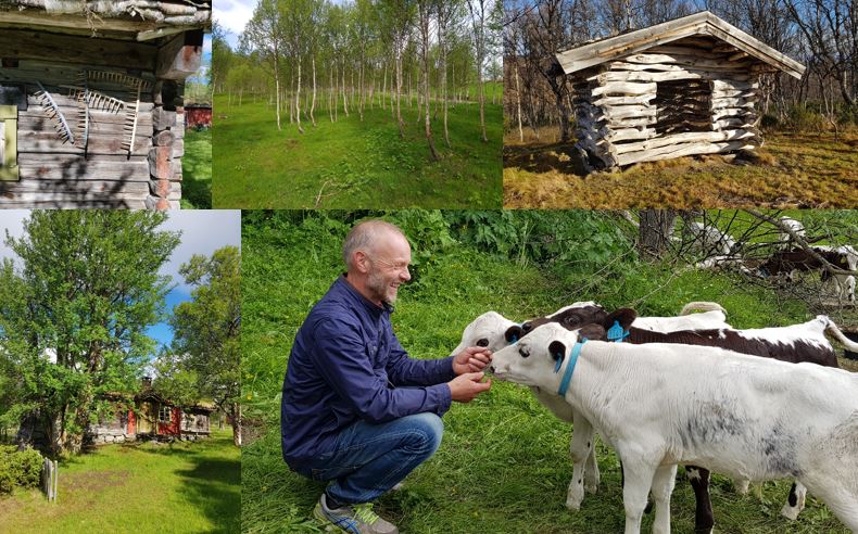 Kollasj av flere bilder: Mann med kalver, utløe, beite, husvegg med rivehoder, seterhus