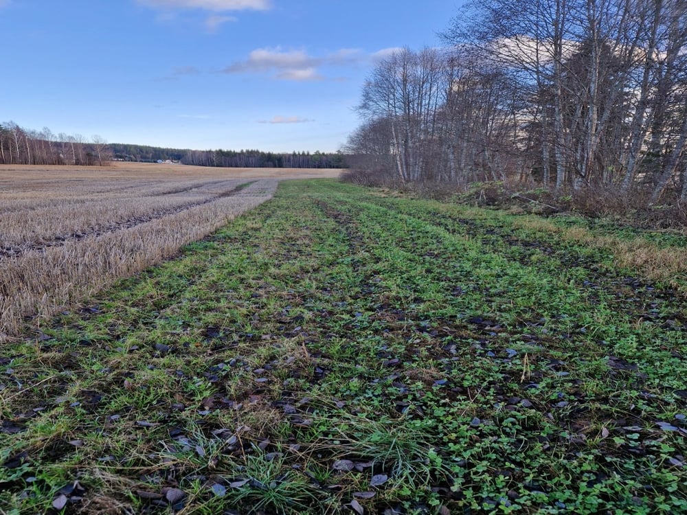 Jorde med åkerstubb og grasdekt kantsone 