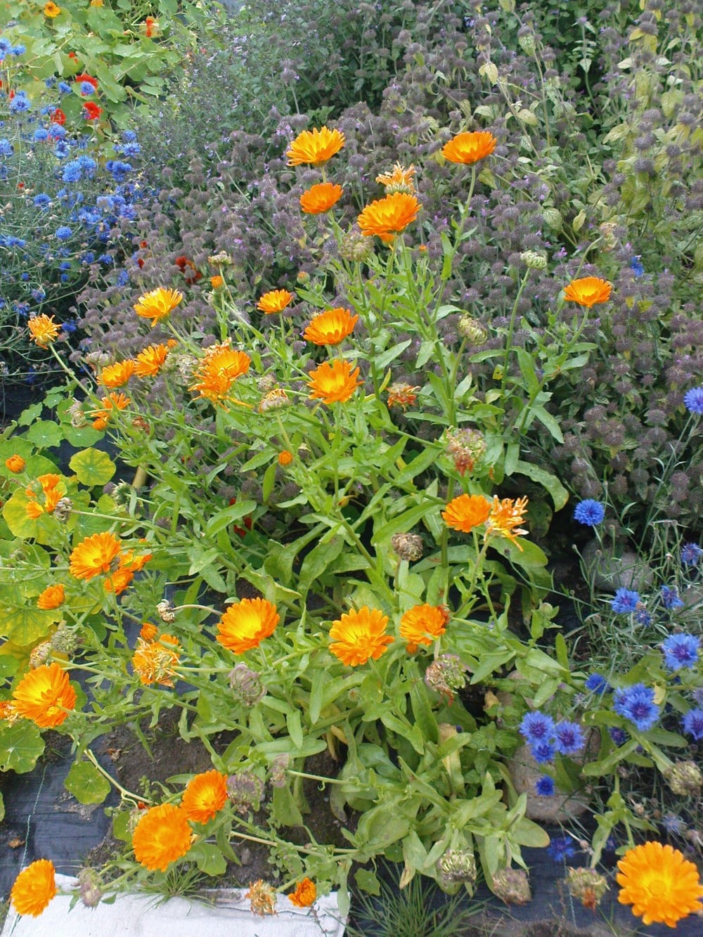 Bed med ulike blomster og urter i mange farger
