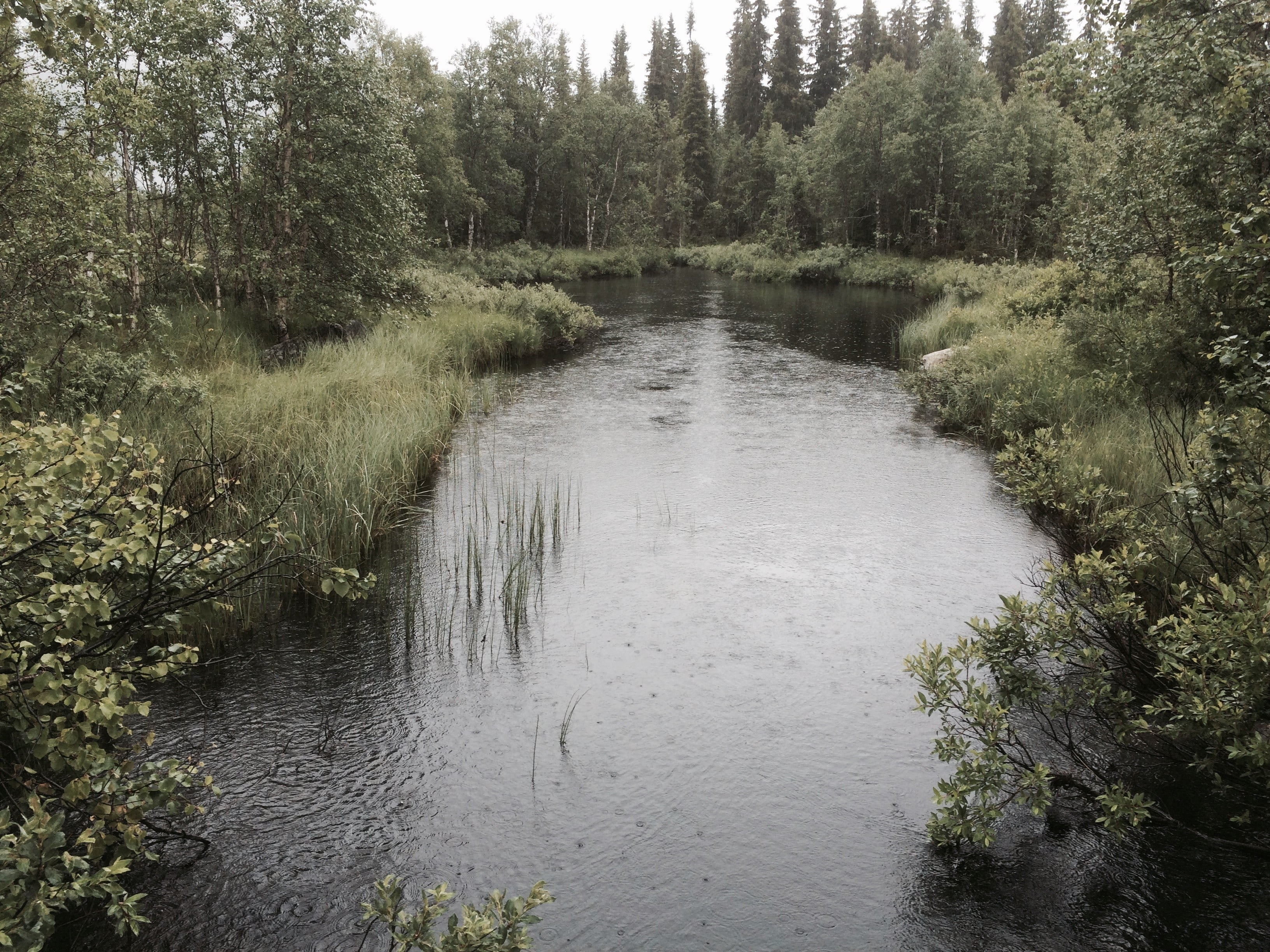 Kantsone langs vassdrag