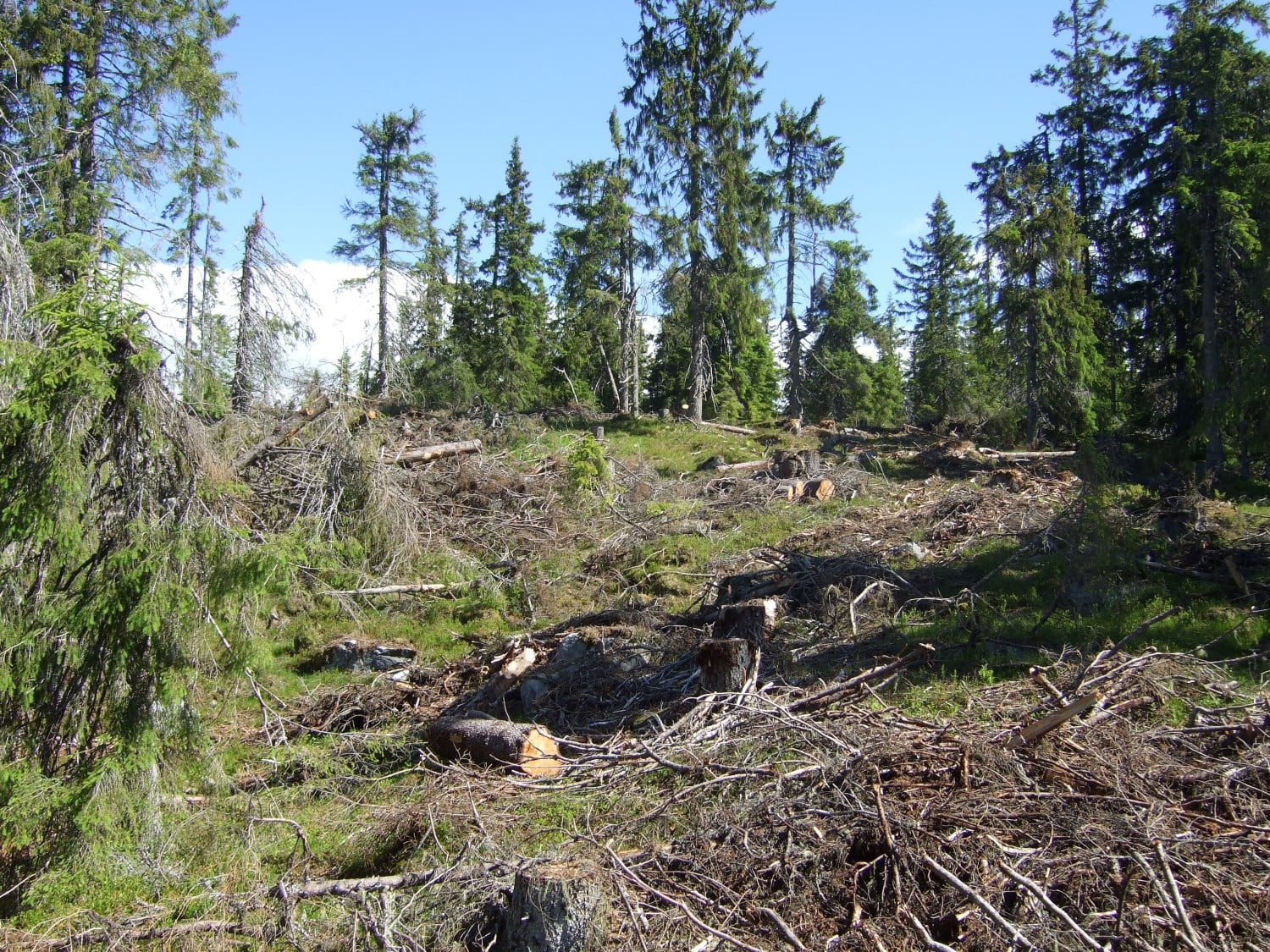 Hogst i skog