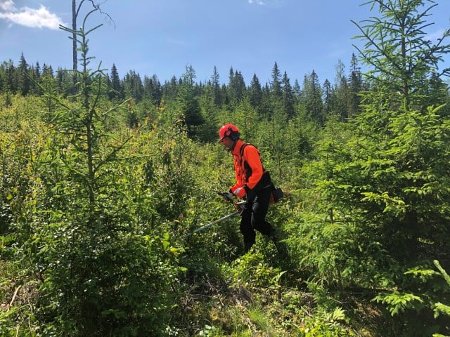 JOB-U ungskogspleie