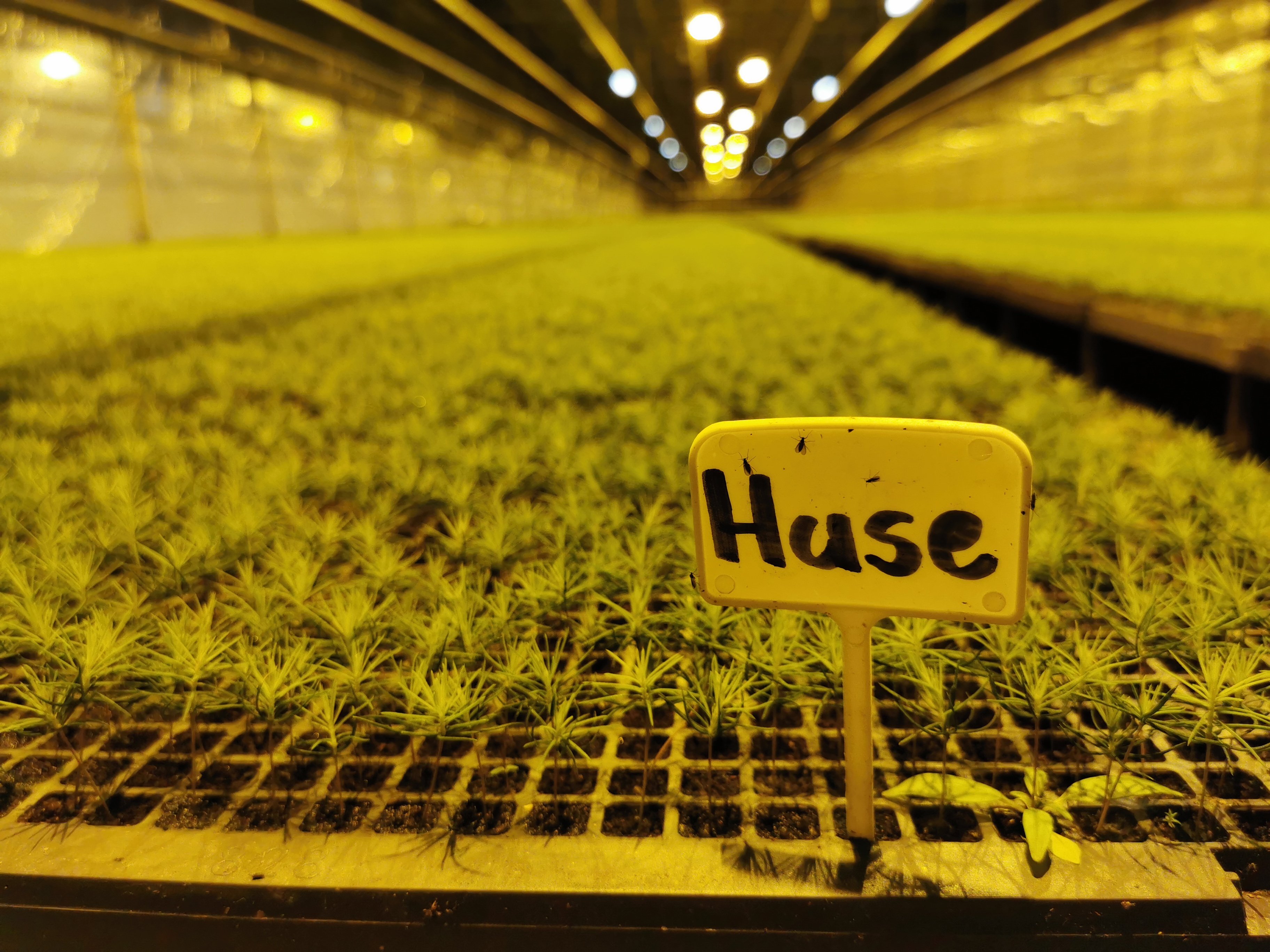 Skogplanter Østnorge  - neste generasjon med gran planter.