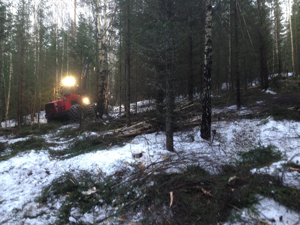Tynning med uttak av biovirke.