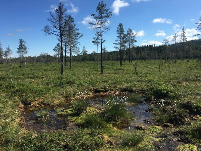 Foto av myr