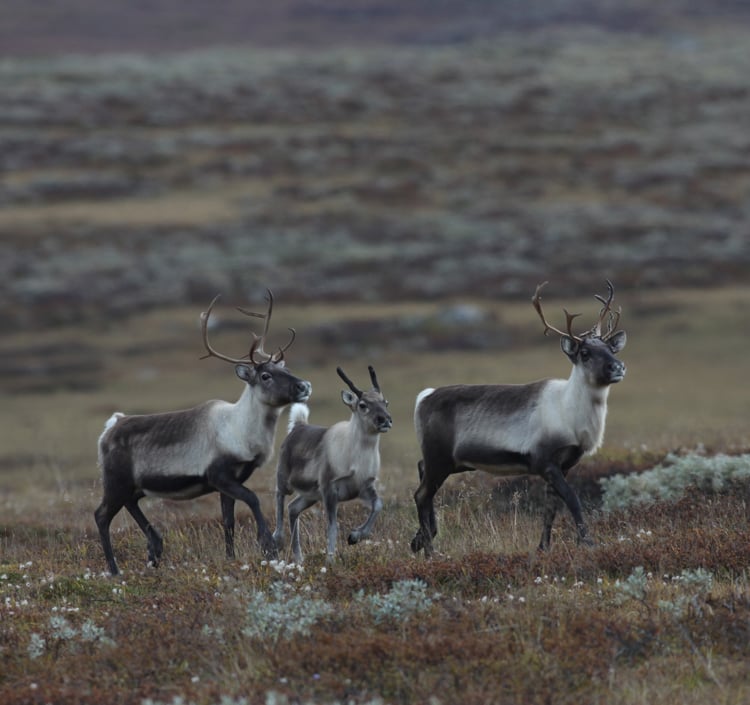 Villrein som trekker i Rondane