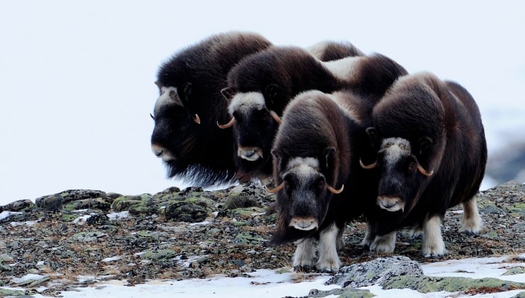 Moskusflokk p&aring; Dovre. Foto: Bj&oslash;rn Rangbru.