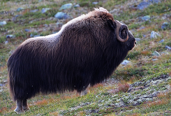 Foto: Bj&oslash;rn Rangbru