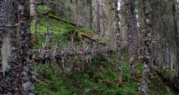 Kystgranskog i Åfjord. Foto: Beate Sundgård Kystgranskog i Åfjord