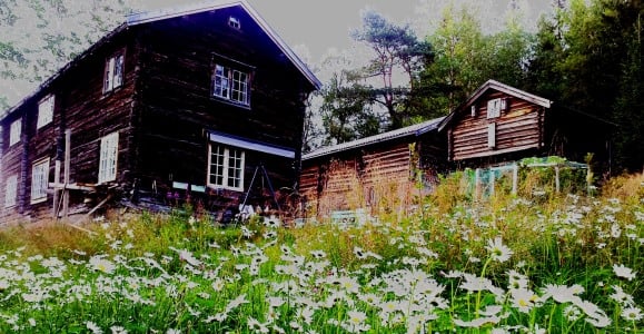 Hvis du slår en gammel eng en gang i året og raker bort graset så kommer kanskje blomsterenga tilbake. Det er verdt å prøve! Foto: Beate Sundgård. Hvis du slår en gammel eng en gang i året og raker bort graset så kommer kanskje blomsterenga tilbake. Det er verdt å prøve! Foto: Beate Sundgård.