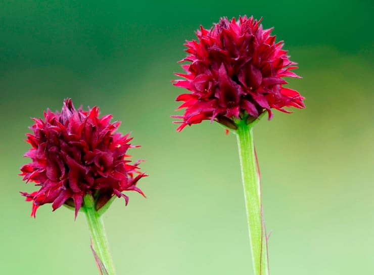 Svartkurla er en orkide og er en av våre mest sjeldne og trua planter. Foto: Bjørn Rangbru Svartkurla er en orkide og er en av våre mest sjeldne og trua planter. Foto: Bjørn Rangbru