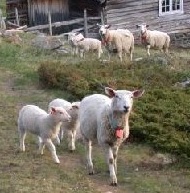 Illustrasjonsfoto (Foto: Miljødirektoratet) Illustrasjonsfoto
