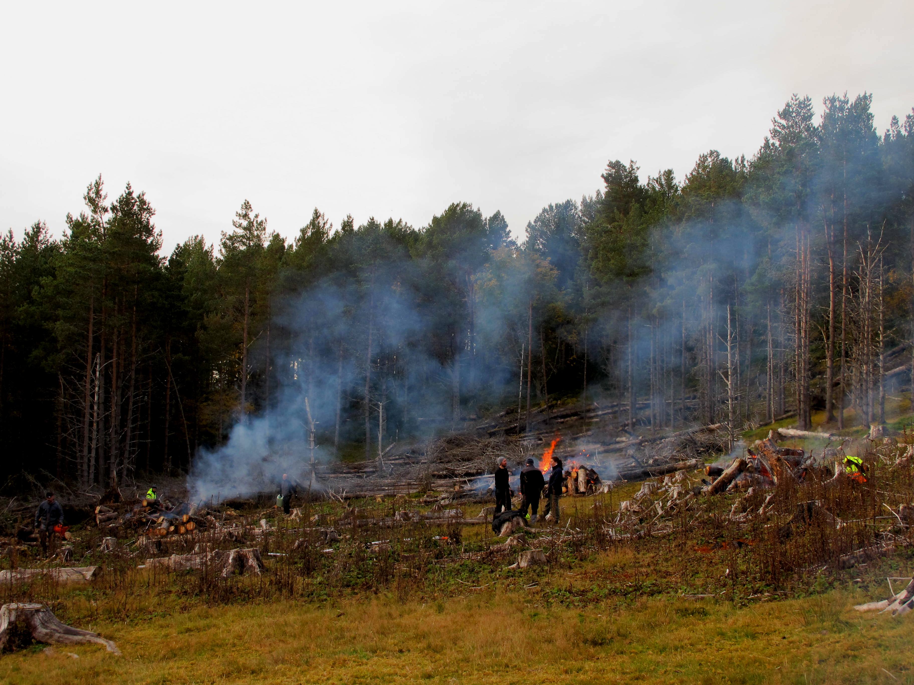 Brenning av sitkagran på Røstøya, Hemne.