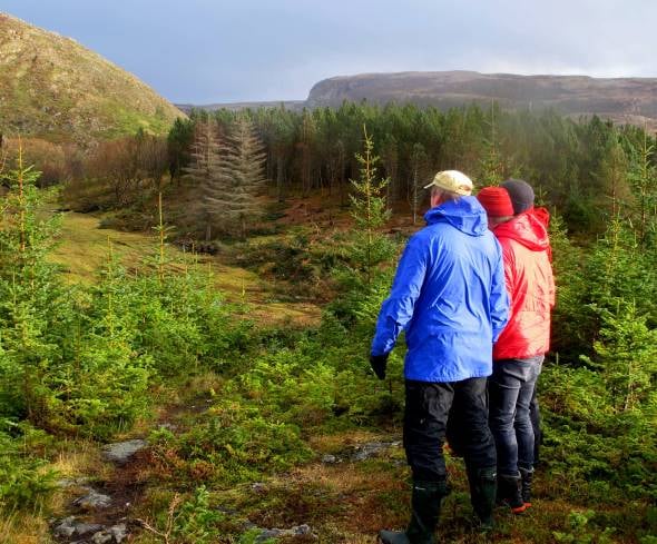 På Stokkøya i Åfjord gror kystlyngheia ned av sitkagran. Foto: Beate Sundgård På Stokkøya i Åfjord gror kystlyngheia ned av sitkagran. Foto: Beate Sundgård