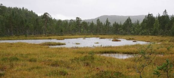 Dam med storsalamander. Foto: Bj&oslash;rn Rangbru