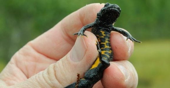 Storsalamander. Foto: Bj&oslash;rn Rangbru