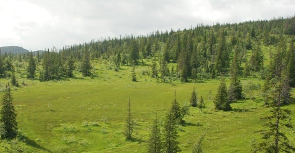 Slåttemyr. Foto: Anders Lyngstad