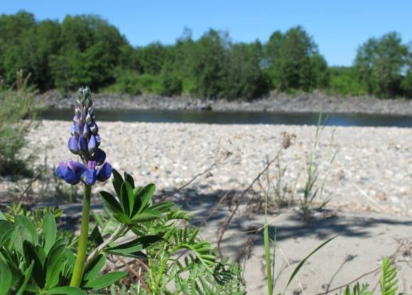 Her ser vi to av truslene mot elvesandjegeren og det rike insektlivet langs elvene våre, hagelupin og forbygging. Kregnesodden, Gaula. Foto: Beate Sundgård. Her ser vi to av truslene mot elvesandjegeren og det rike insektlivet langs elvene våre, hagelupin og forbygging. Kregnesodden, Gaula. Foto: Beate Sundgård.